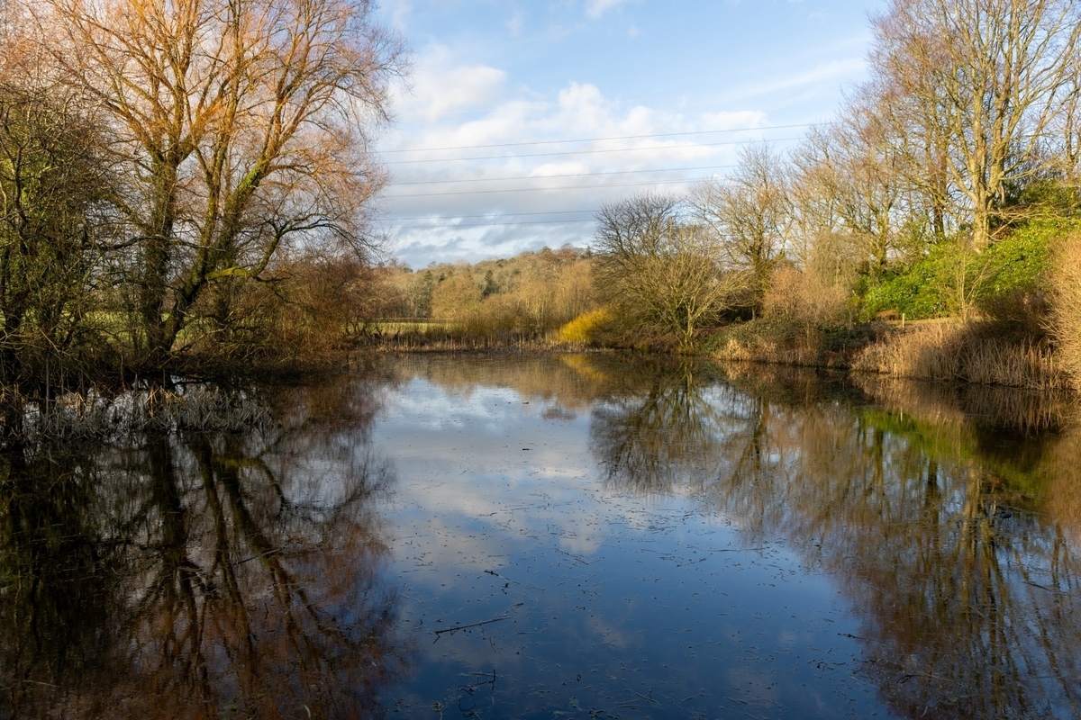 Watery Reflections - John Pinches